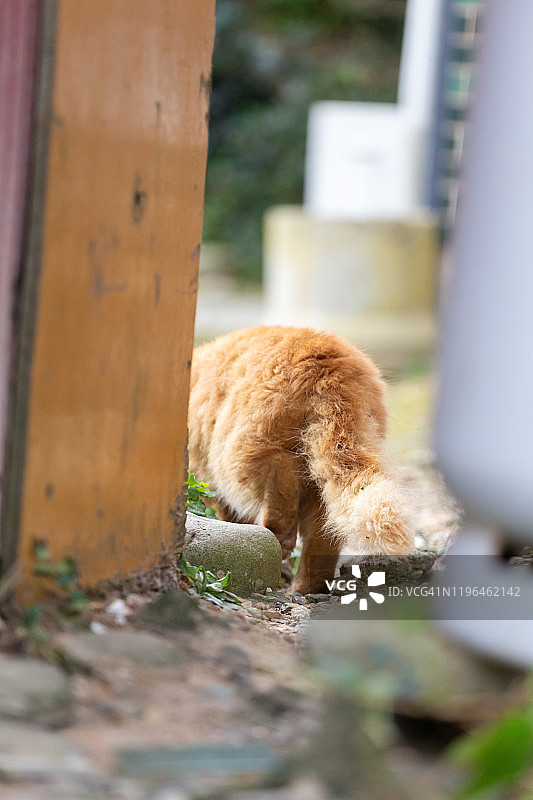 只流浪猫图片素材