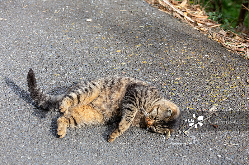 只流浪猫图片素材