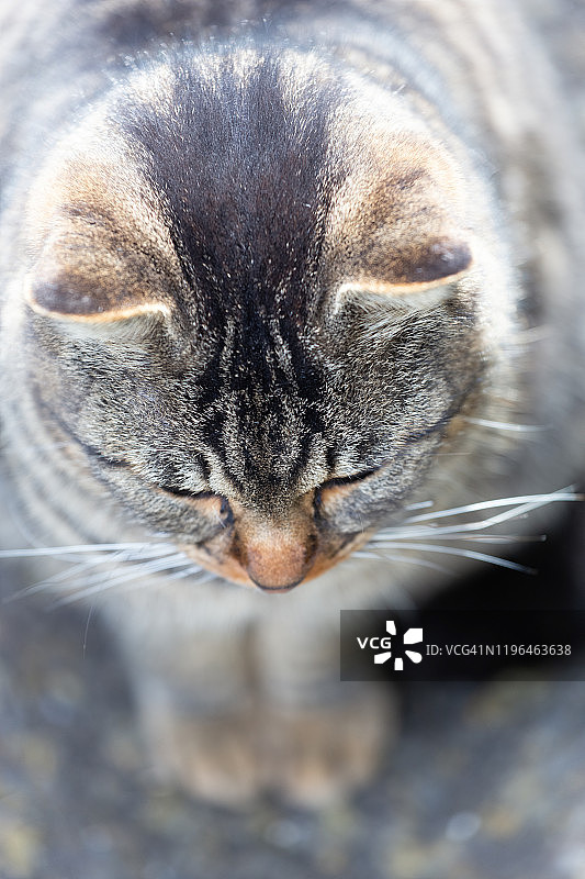 只流浪猫图片素材