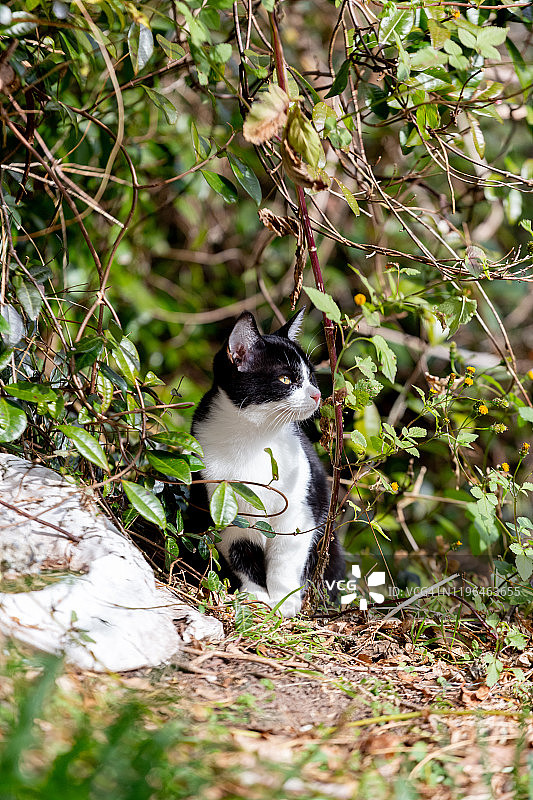 只流浪猫图片素材