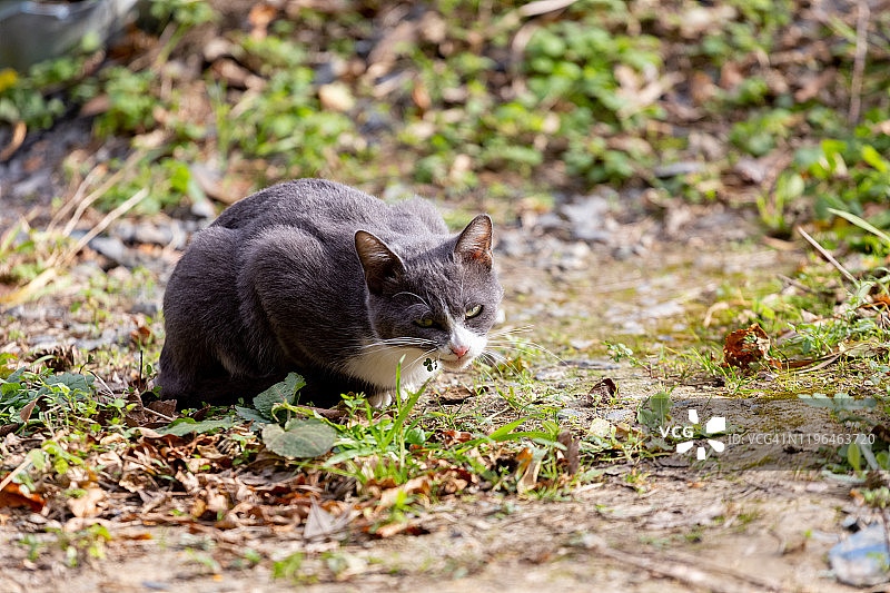 只流浪猫图片素材