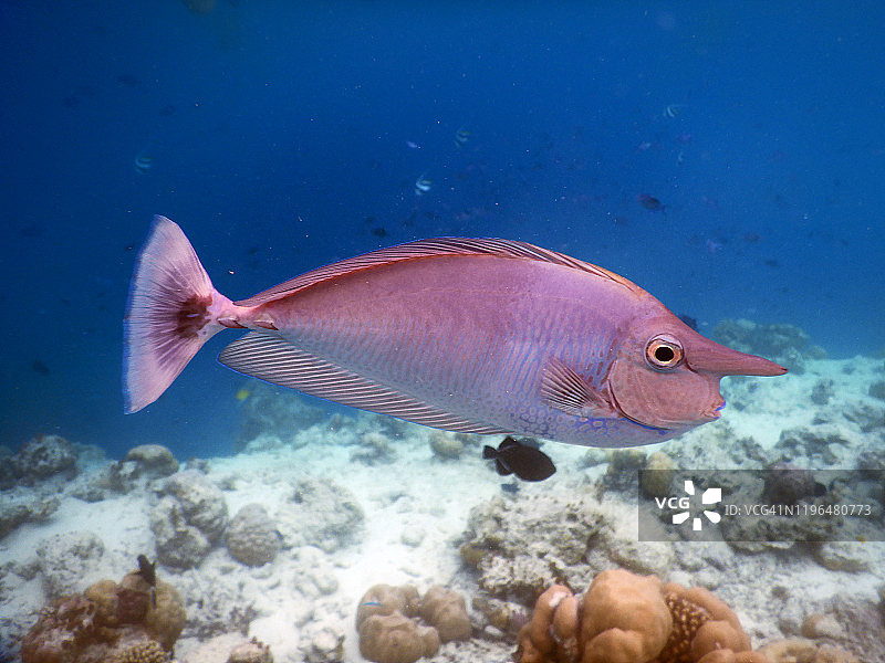 短吻鼻鱼，菲哈后岛，马尔代夫图片素材