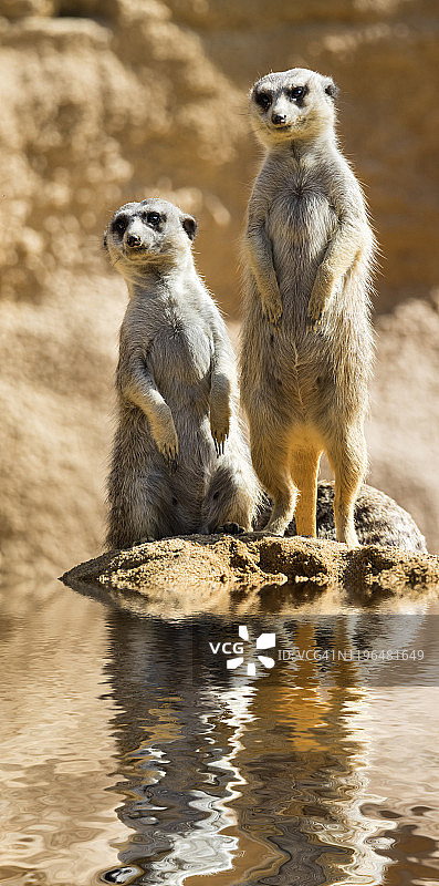 一只猫鼬(Suricata suricatta)坐在被洪水包围的岩石上图片素材