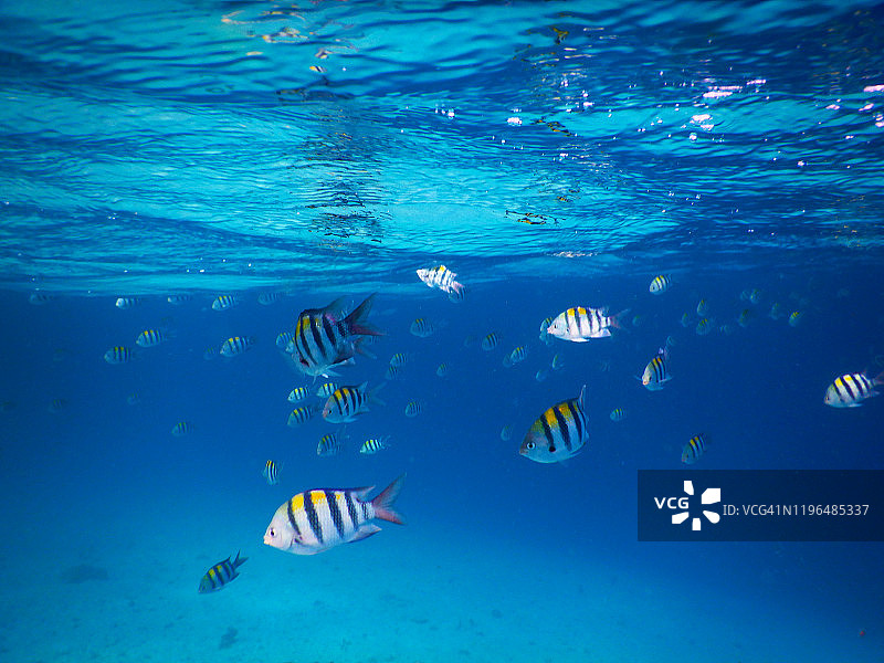 阿布代夫杜夫六线鱼（中士鱼）鱼群，位于马尔代夫菲哈后岛图片素材