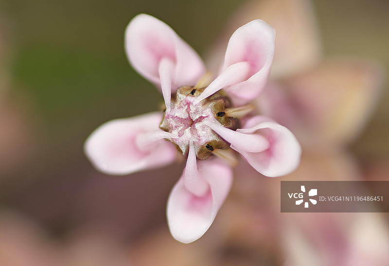 一朵马利筋花图片素材