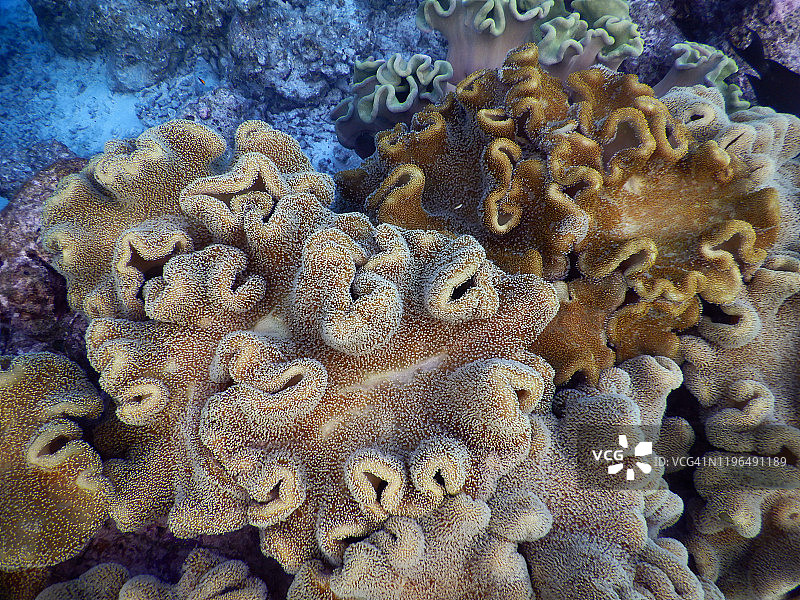 马尔代夫菲哈后岛的蘑菇皮珊瑚（Sarcophyton sp.）细节图片素材