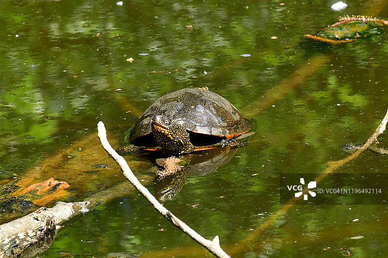 欧洲池塘龟图片素材