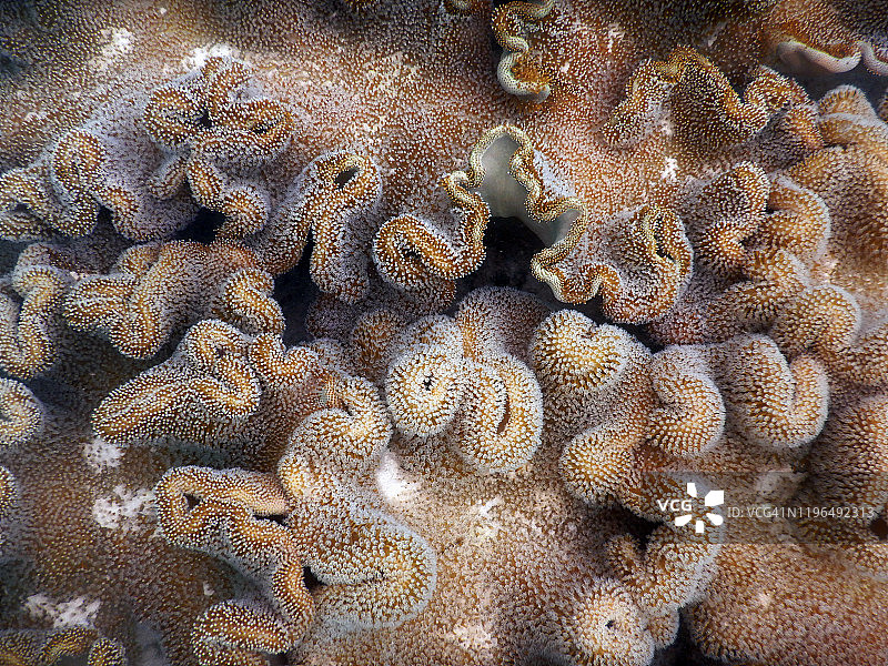 马尔代夫菲哈后岛的蘑菇皮珊瑚（Sarcophyton sp.）细节图片素材