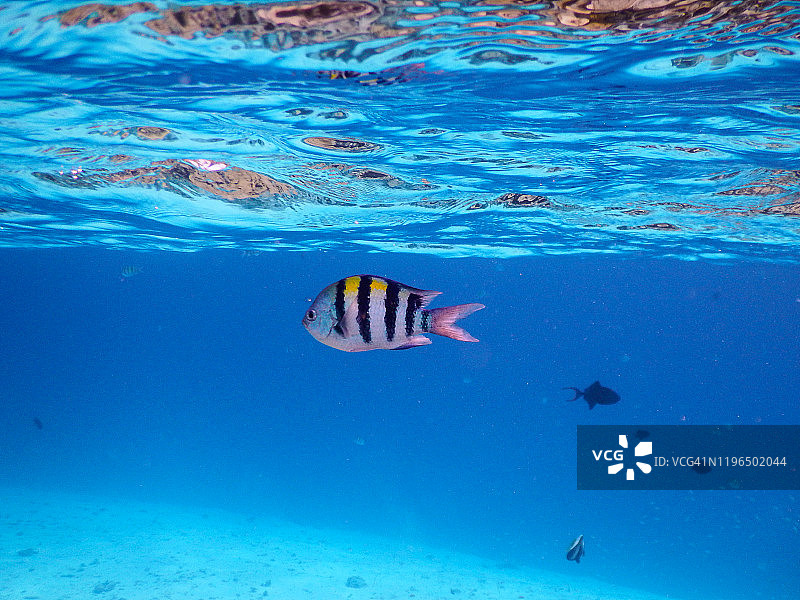 马尔代夫菲哈后岛六带刺盖鱼图片素材
