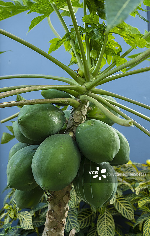 木瓜树特写图片素材