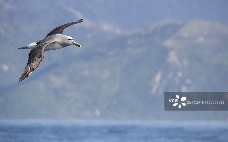 凯库拉的萨尔温氏信天翁图片素材