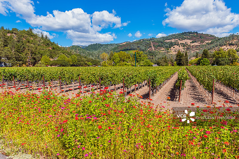加利福尼亚州纳帕谷葡萄园沿线的野花图片素材