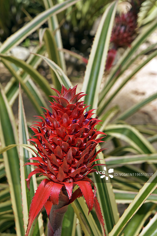 花园里的观赏红菠萝图片素材