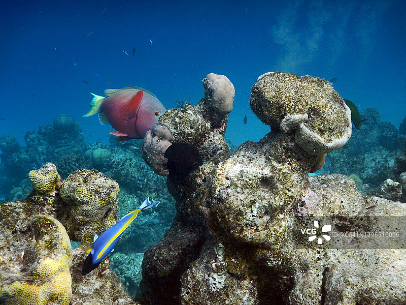 马尔代夫菲哈后岛珊瑚礁上的红色鹦鹉鱼图片素材