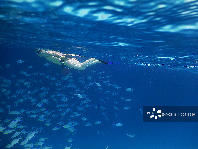 在菲哈后岛热带泻湖浮潜的年长男人图片素材