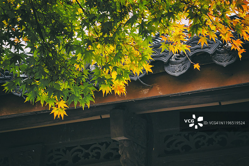 中国杭州中式建筑旁的红枫树图片素材