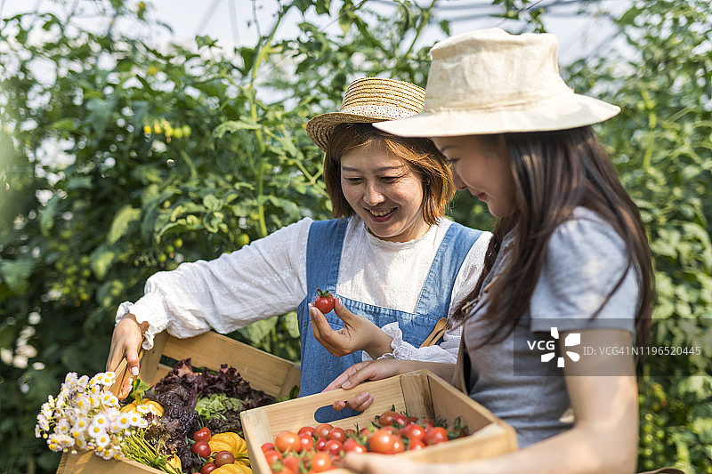 在番茄农场的两名女子图片素材