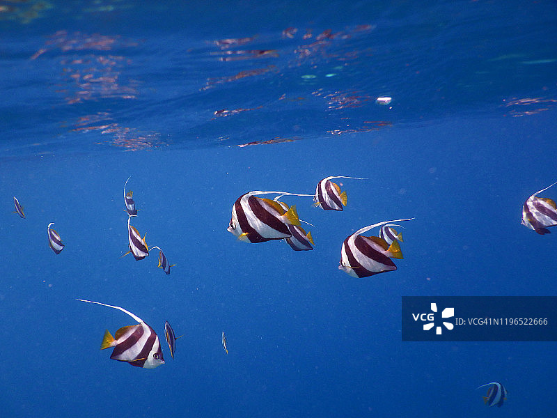 双带立旗鲷鱼群，菲哈后岛，马尔代夫图片素材