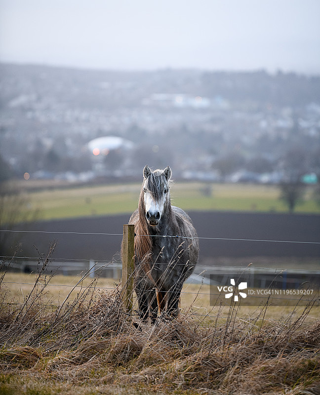 高地小马II图片素材