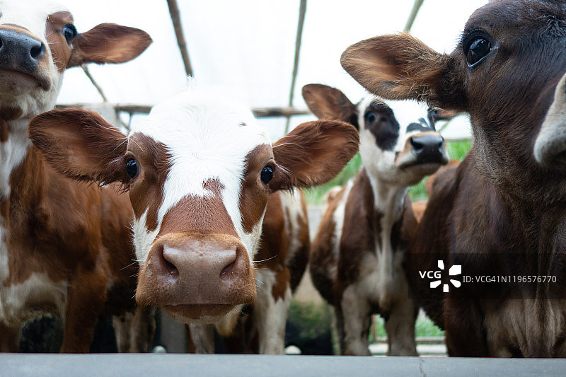 有趣的小牛图片素材