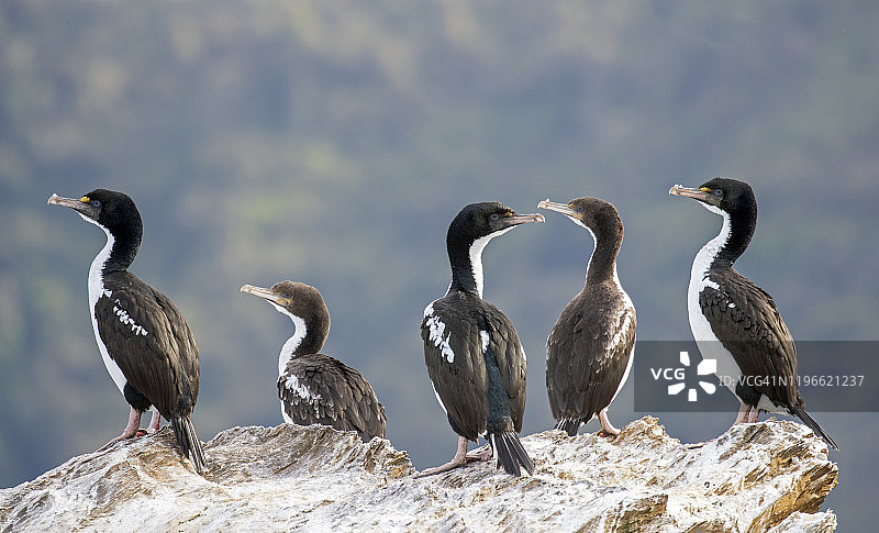马尔堡峡湾岩石上的新西兰长尾海鸬鹚图片素材