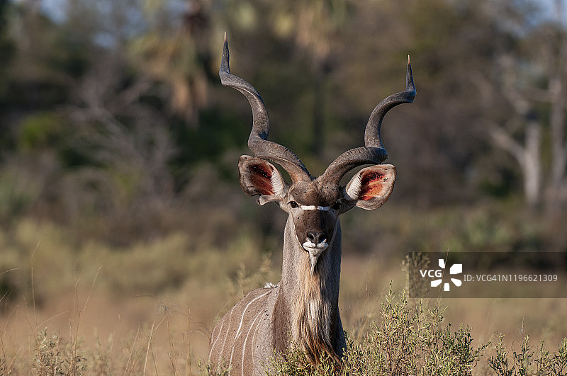 博茨瓦纳奥卡万戈三角洲的大羚羊图片素材