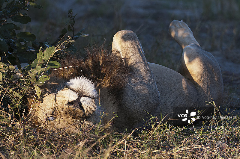 银眼：博茨瓦纳林扬蒂萨武提河道的独眼雄狮图片素材