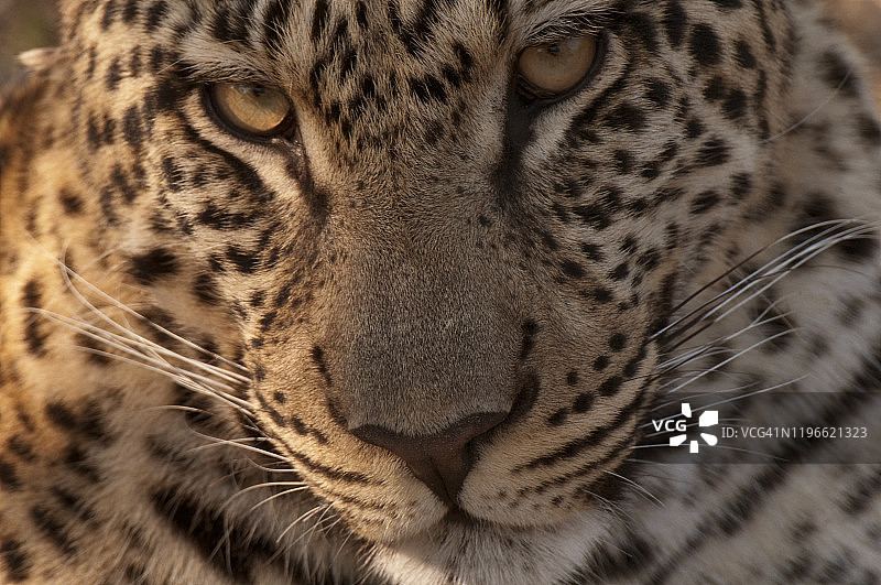 豹（Panthera pardus），博茨瓦纳利尼扬蒂萨武蒂海峡图片素材