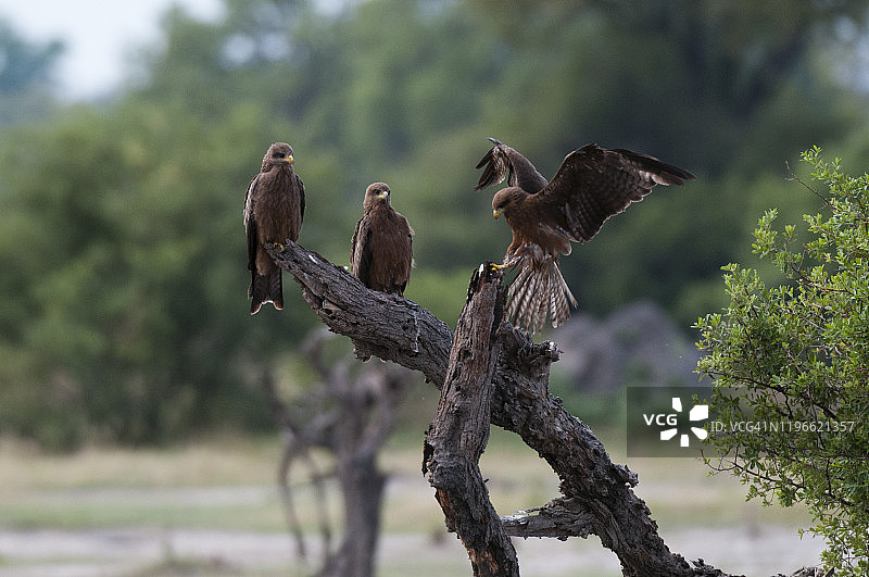 黄嘴鸢和黑鸢栖息在树上，博茨瓦纳奥卡万戈三角洲图片素材