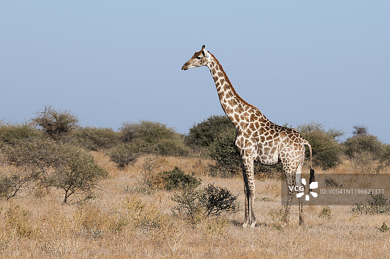马沙图禁猎区内的南方长颈鹿图片素材