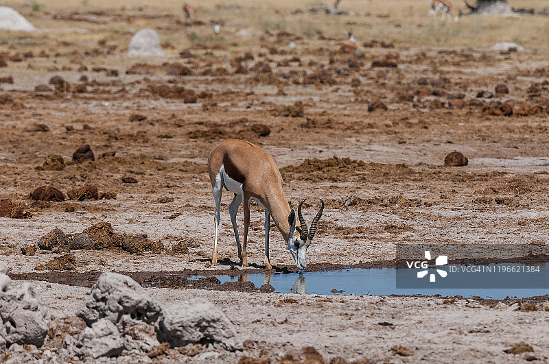 跳羚在博茨瓦纳Nxai Pan国家公园的水坑边饮水图片素材