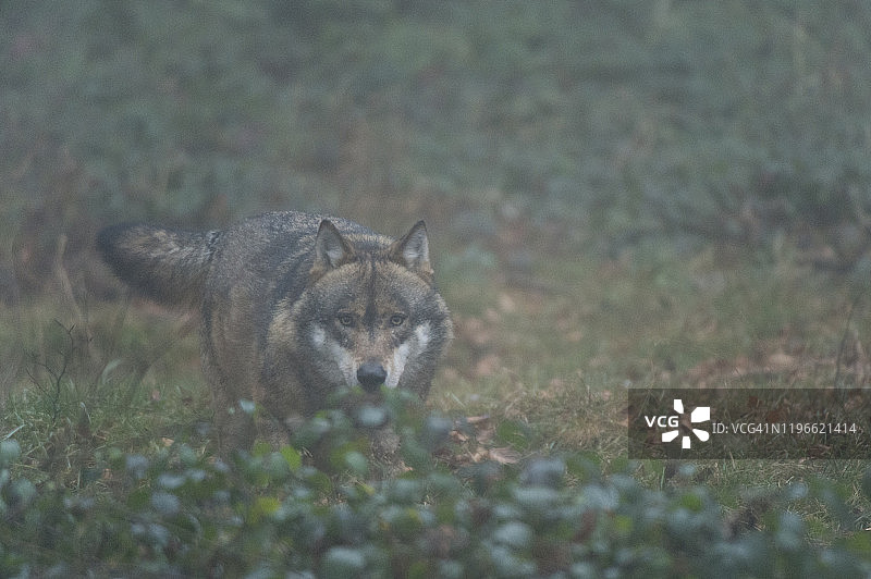 德国巴伐利亚森林国家公园圈养的灰狼图片素材