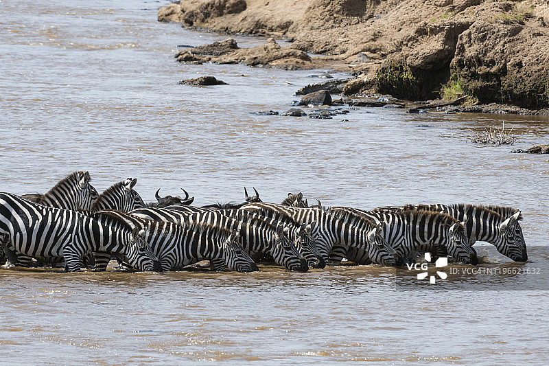 格氏斑马（草原斑马的亚种）横渡马拉河，肯尼亚马赛马拉国家保护区图片素材