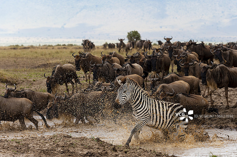 蓝角马和葛氏斑马，肯尼亚马赛马拉国家保护区图片素材