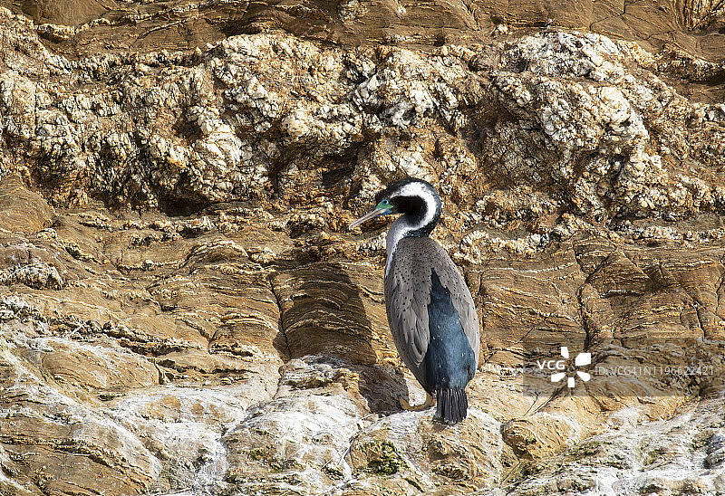 马尔堡峡湾岩石上的斑鸬鹚图片素材