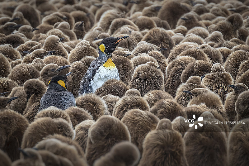 换羽中的成年国王企鹅图片素材