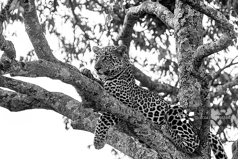 树上的非洲豹图片素材