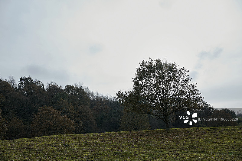 山丘上的一棵树，背景是森林图片素材