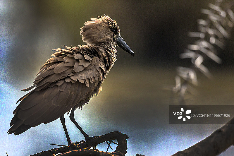 马赛马拉树枝上的锤头鹳图片素材