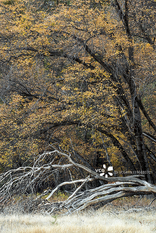 美国加利福尼亚州约塞米蒂国家公园的黑色橡树图片素材