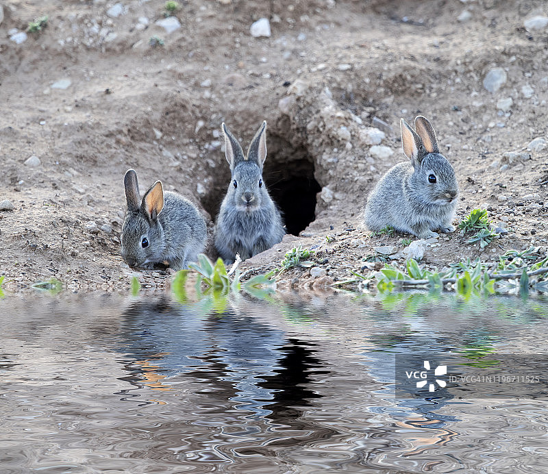 一群小兔子在洞穴附近吃东西和玩耍（物种：Oryctolagus cuniculus）图片素材