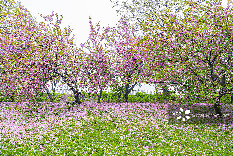 2019年5月4日，美国纽约市中央公园水库旁的樱花树下，草坪上覆盖着无数飘落的樱花花瓣图片素材