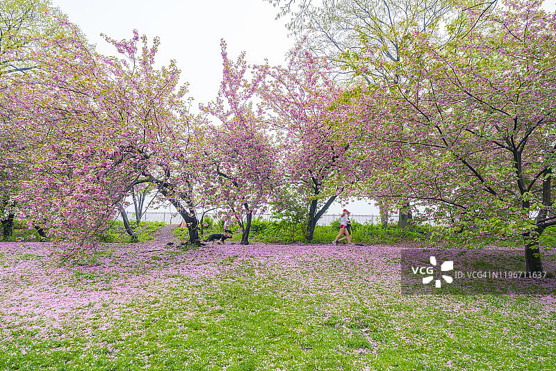 2019年5月4日，美国纽约市中央公园水库旁的樱花树下，草坪上覆盖着无数飘落的樱花花瓣图片素材