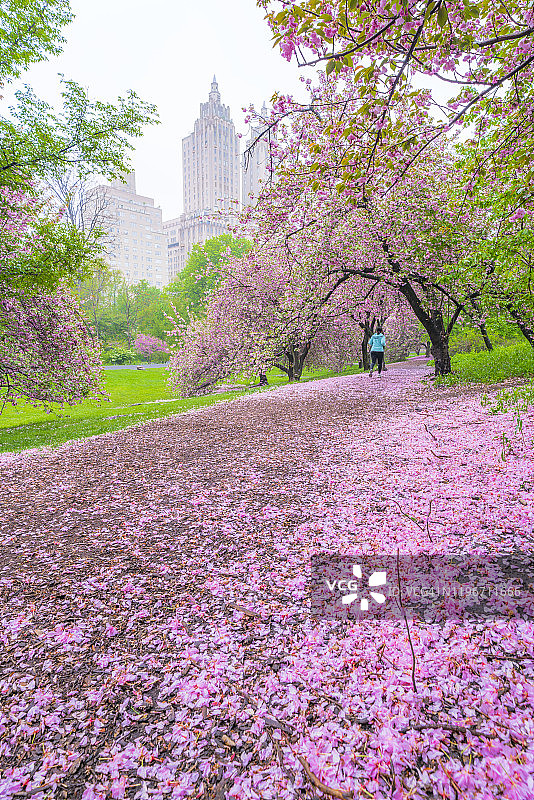 纽约中央公园的樱花花瓣图片素材