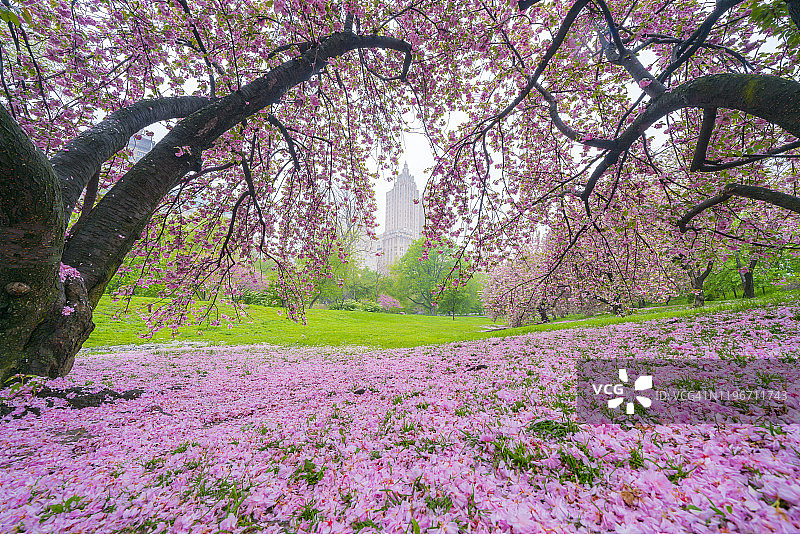 无数樱花花瓣覆盖着纽约中央公园水库草坪，2019年5月4日图片素材