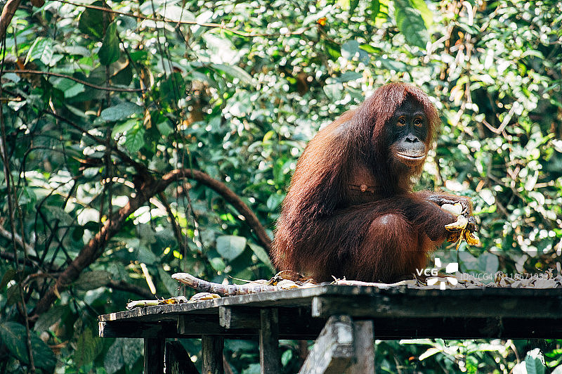 婆罗洲野生动物与丛林图片素材