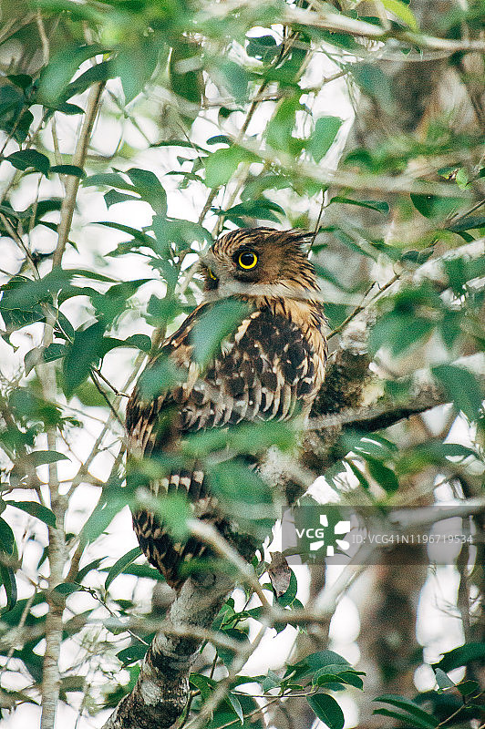 婆罗洲野生动物与丛林图片素材