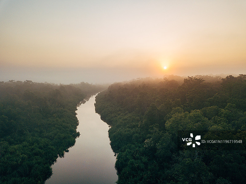 婆罗洲野生动物与丛林图片素材