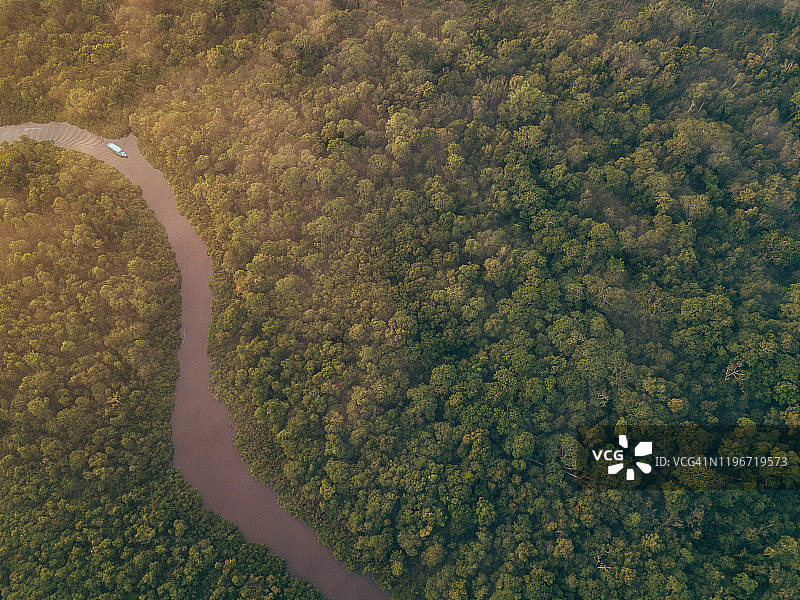 婆罗洲野生动物与丛林图片素材