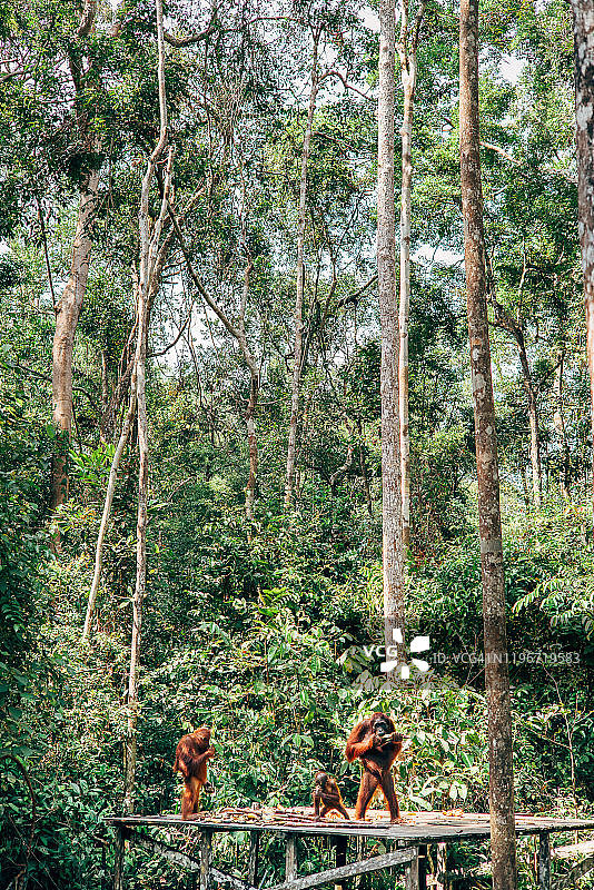 婆罗洲野生动物与丛林图片素材